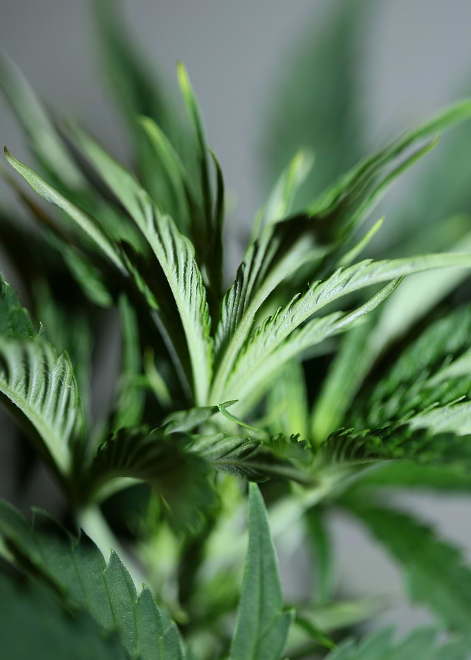 Marihuana plant background