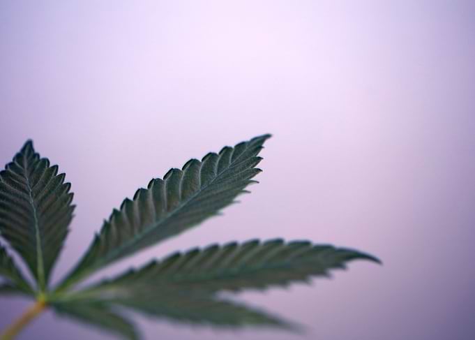 Lemon haze marihuana leaf