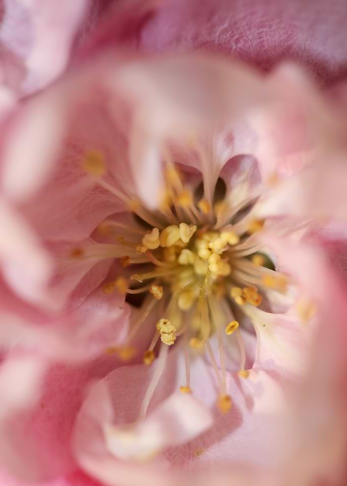 Prunus serrulata blossom