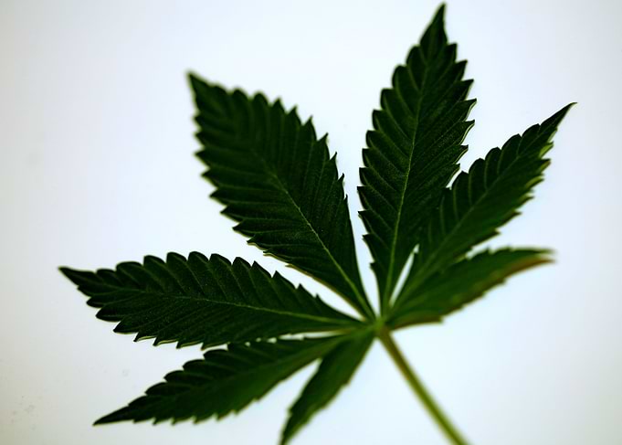 Lemon haze marihuana leaf