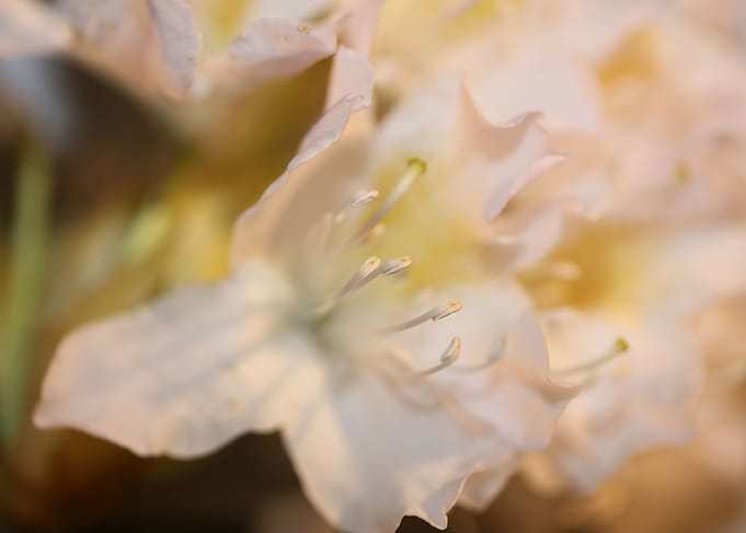 Rhododendron flower macro