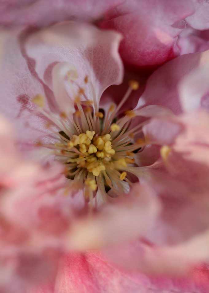 Prunus serrulata close up