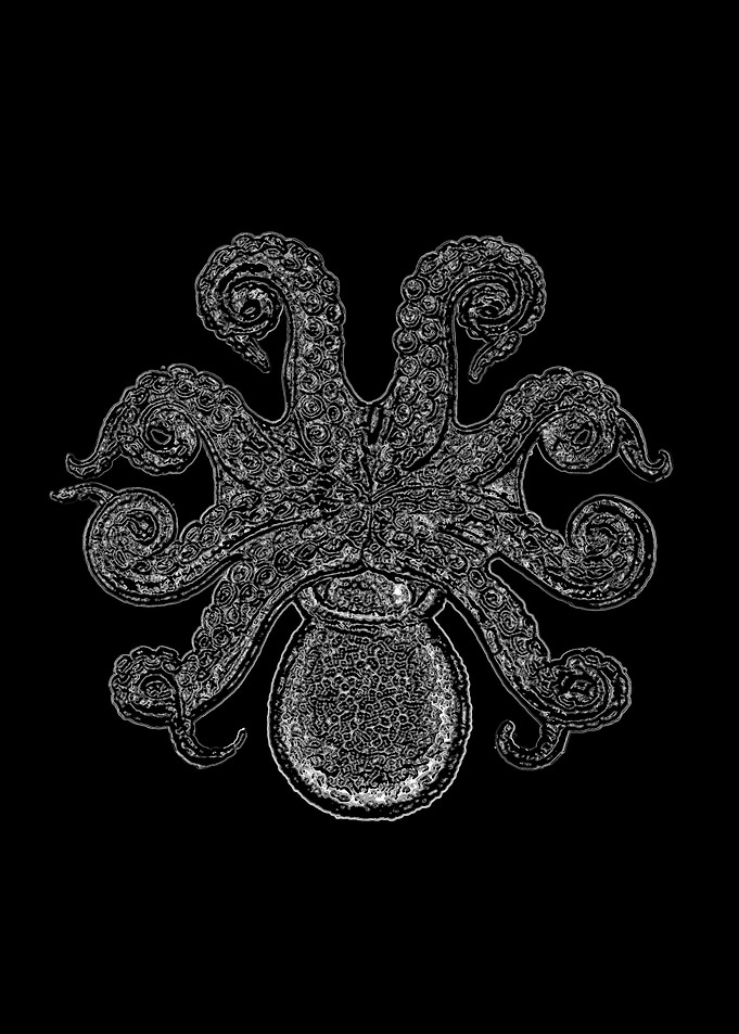 Dark octopus