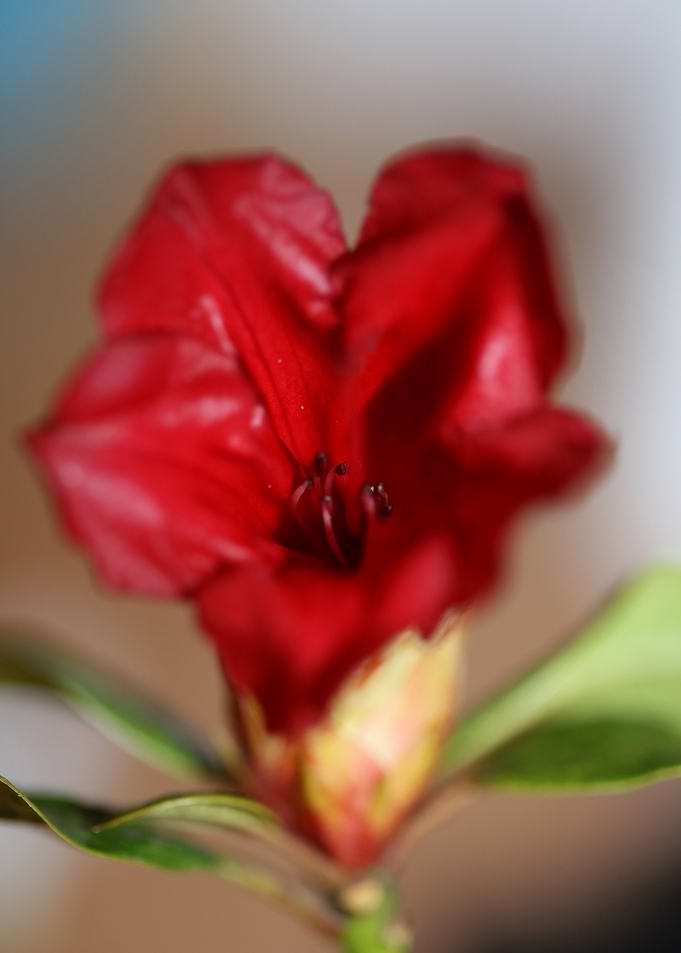 Rhododendron flowering