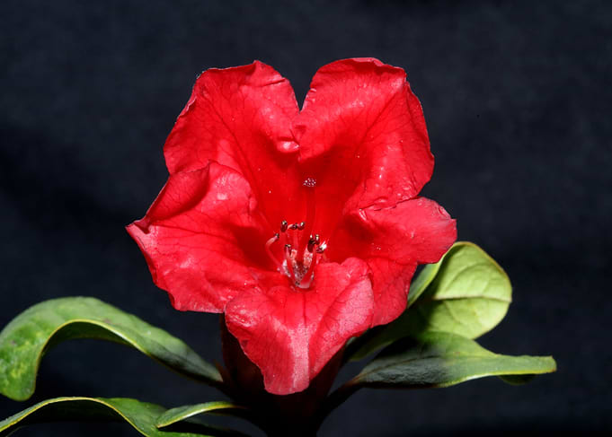 Red rhododendron flowering