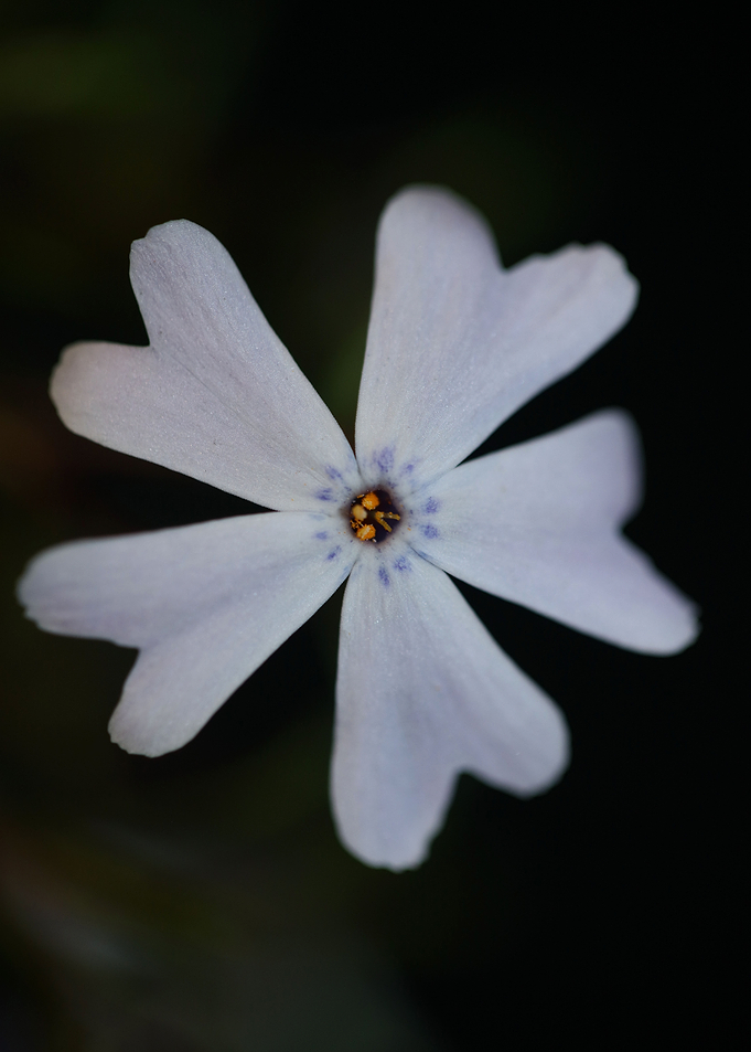 Flower blossoming close up