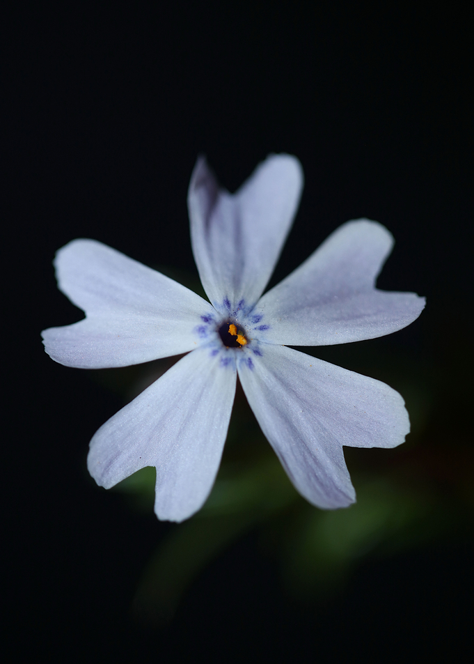 Phlox flower background