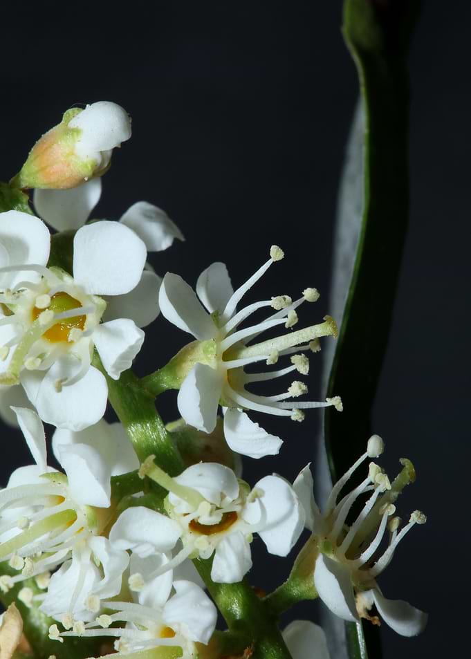 Prunus lusitanica rosaceae