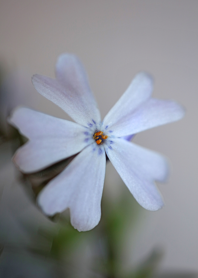 Flower blossoming close up