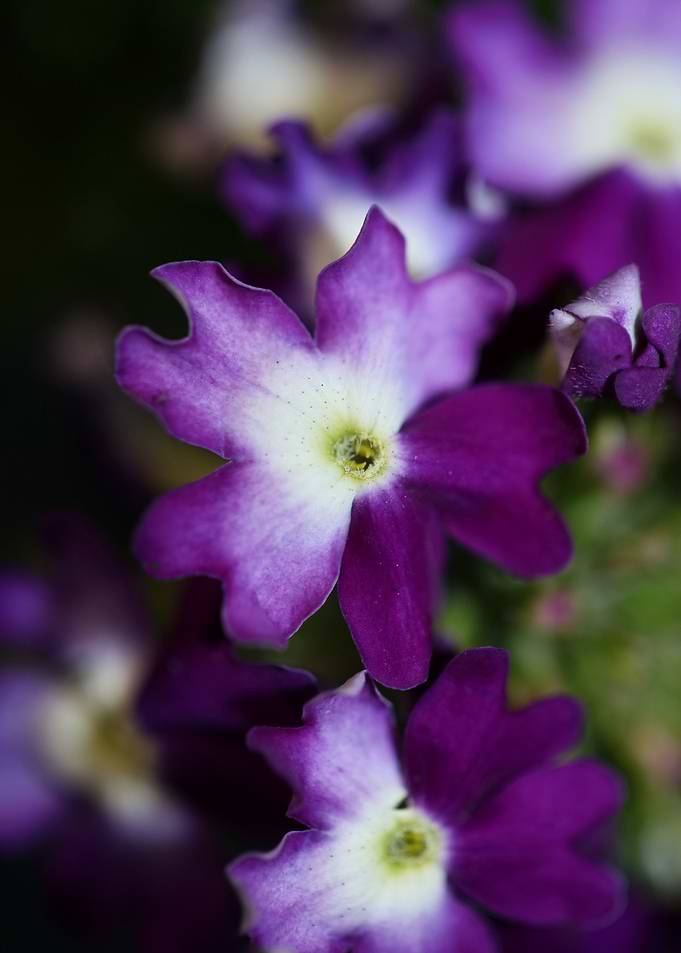 Verbena hybrid flowering
