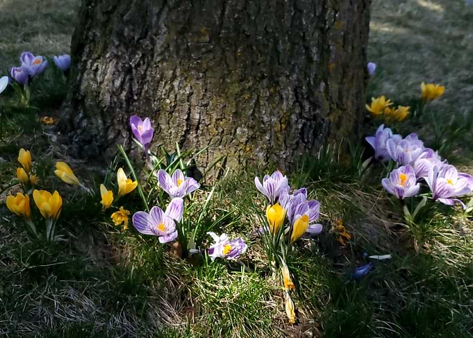 Fairy Flowers