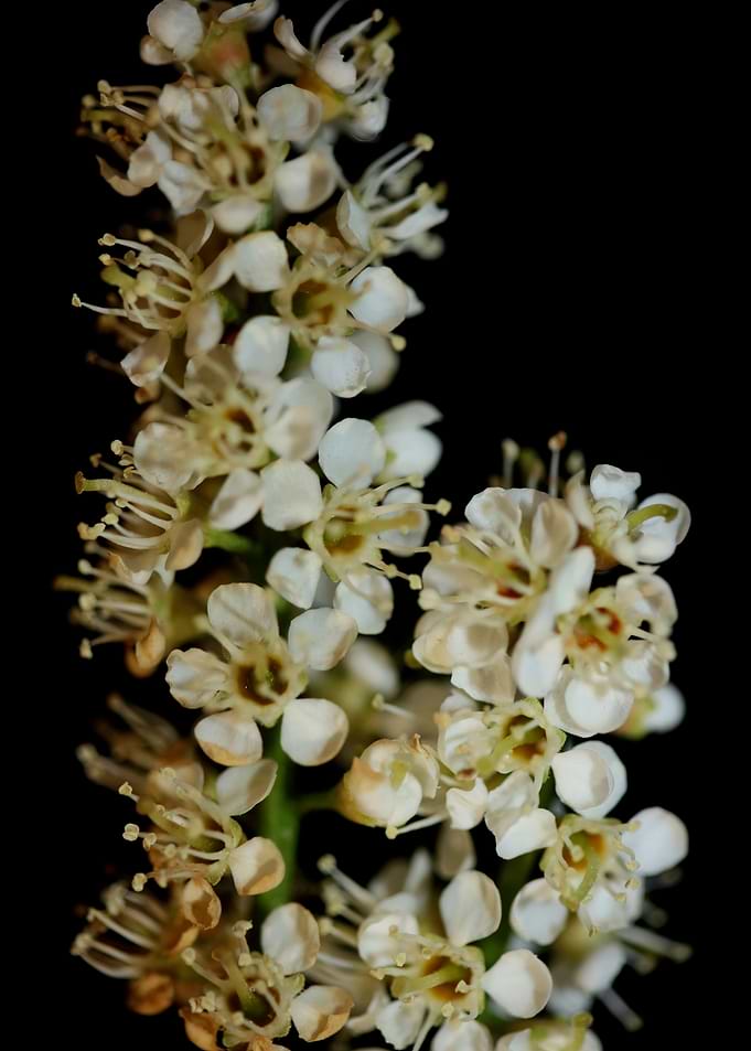 Prunus lusitanica flowers