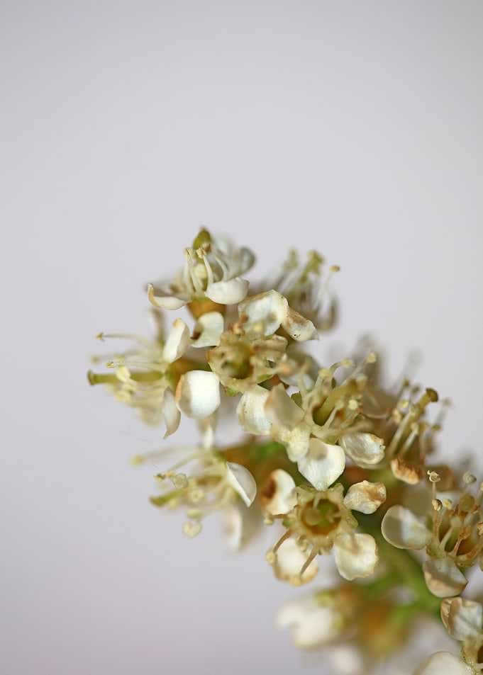 White prunus flower macro