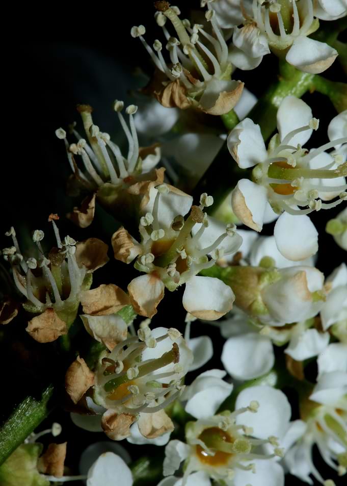 White prunus flower macro