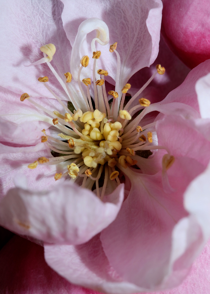 Prunus serrulata blossom
