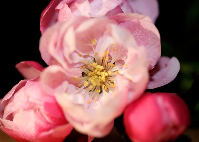 Prunus serrulata close up