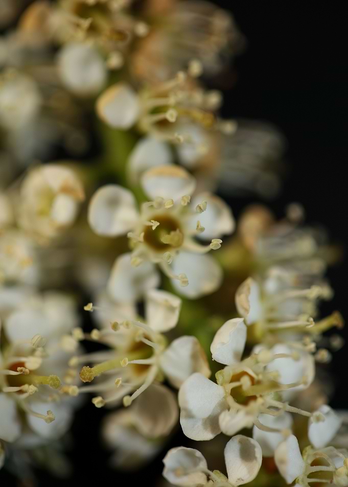White prunus flower macro