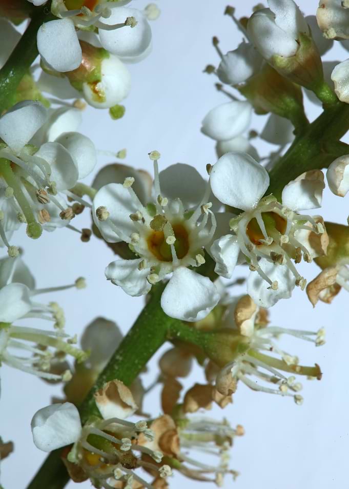 White prunus flower macro