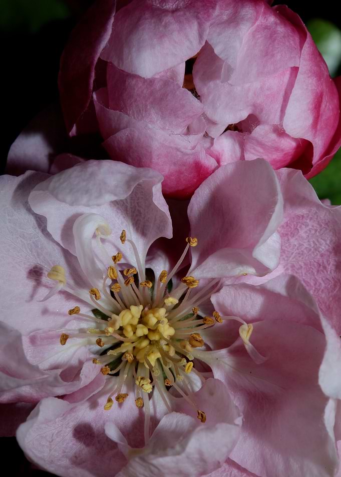 Pink cherry flower macro