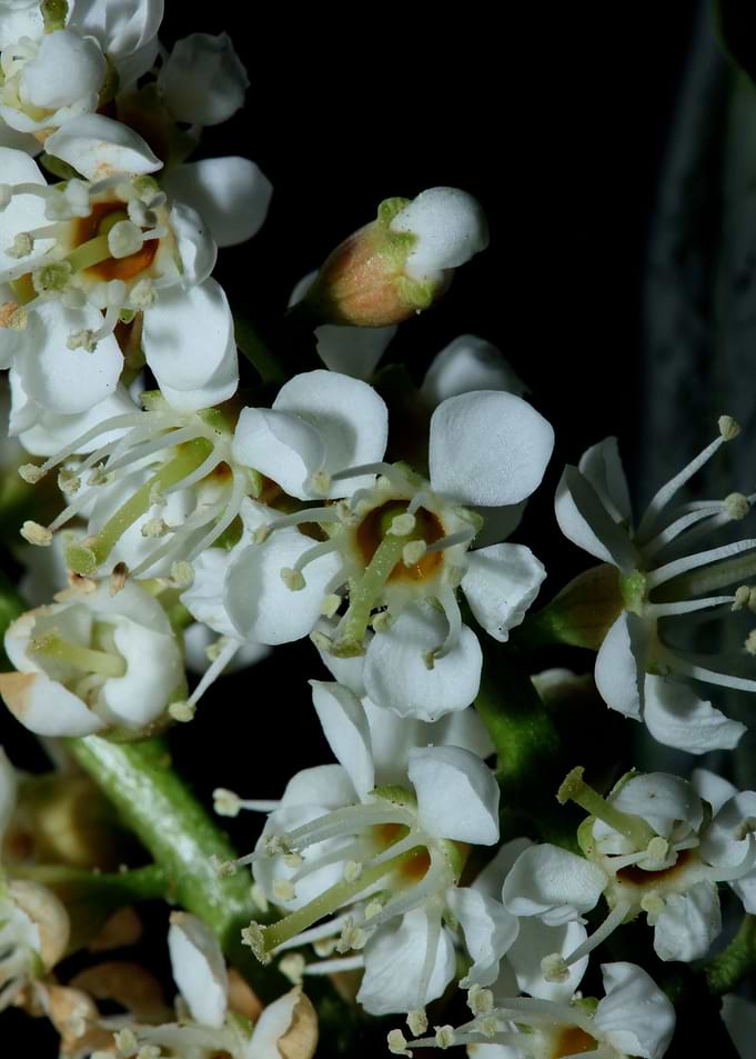 Prunus lusitanica rosaceae