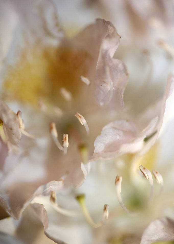 Rhododendron flowering