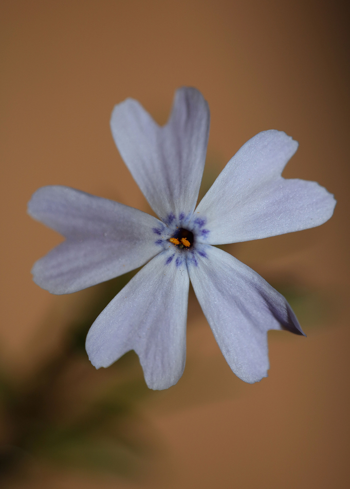 Flower blossoming close up