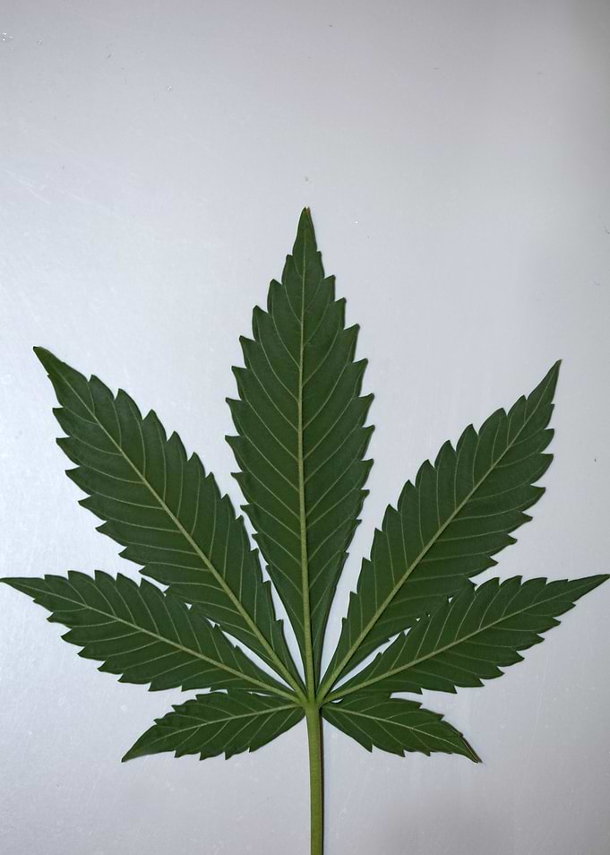 Cannabis leaf close up