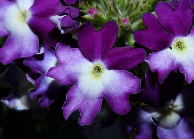 Verbena flower background