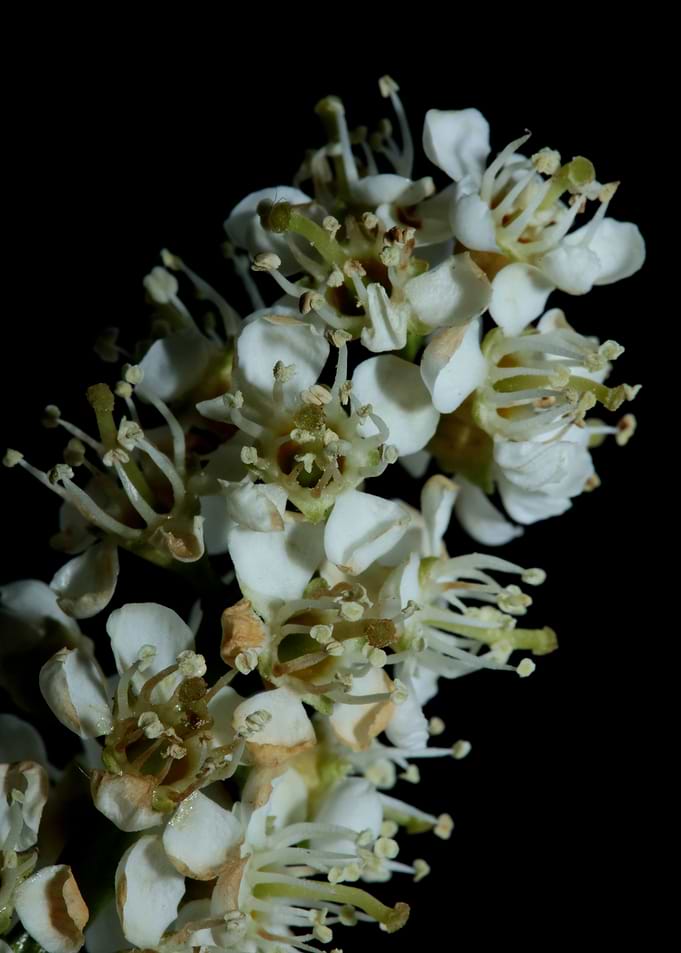 Prunus lusitanica flowers