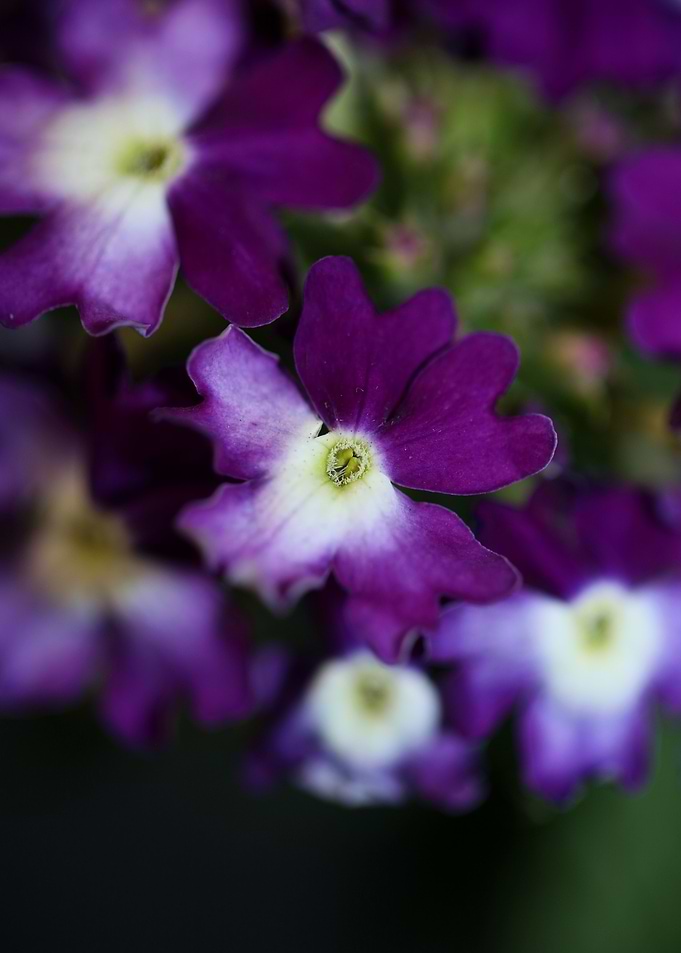 Verbena hybrid flowering