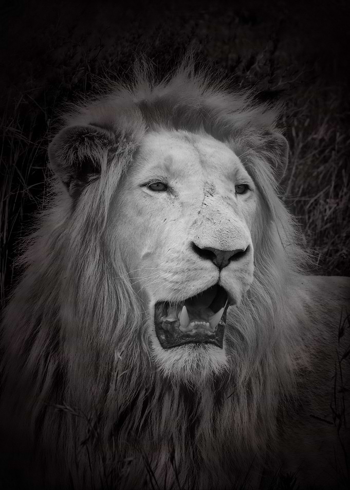 White Lion Male potrait C