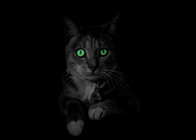 Cats 1