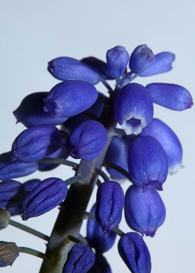 Blue Muscari flower macro
