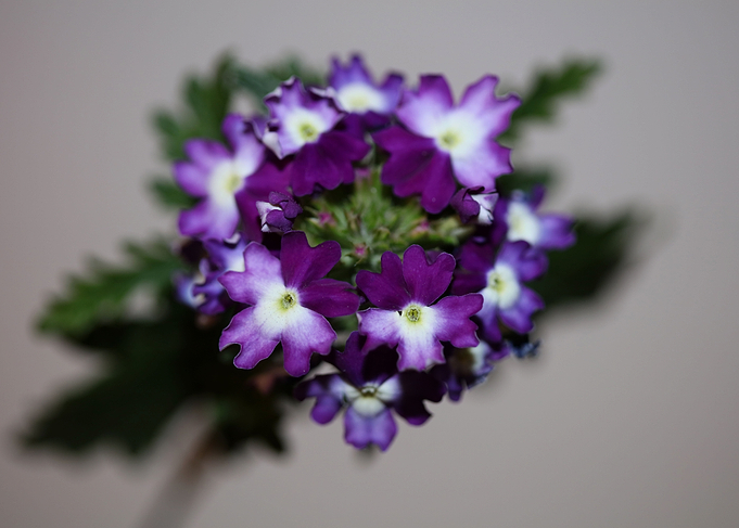 Verbena hybrid flowering