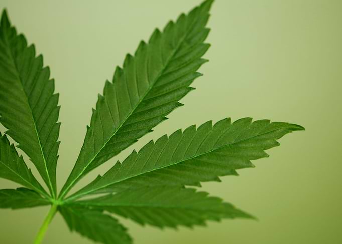 Lemon haze marihuana leaf