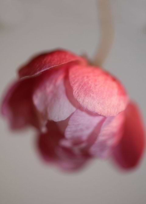 Prunus serrulata close up