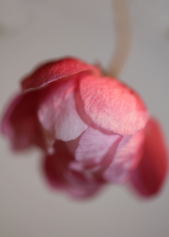 Prunus serrulata close up