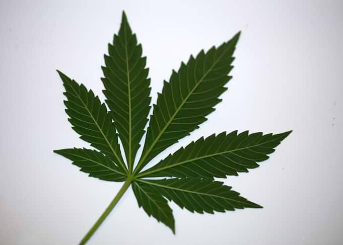 Cannabis leaf close up