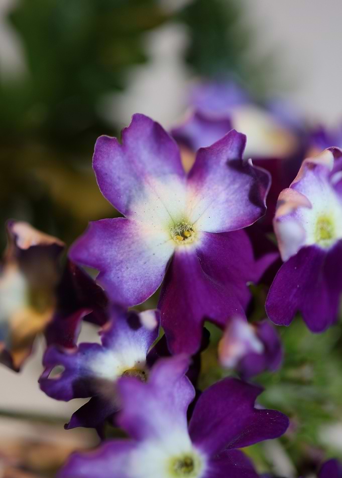 Verbena flower background