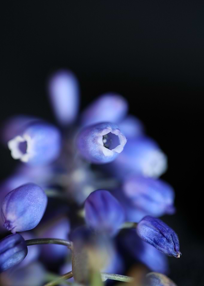 Flower Muscari neglectum