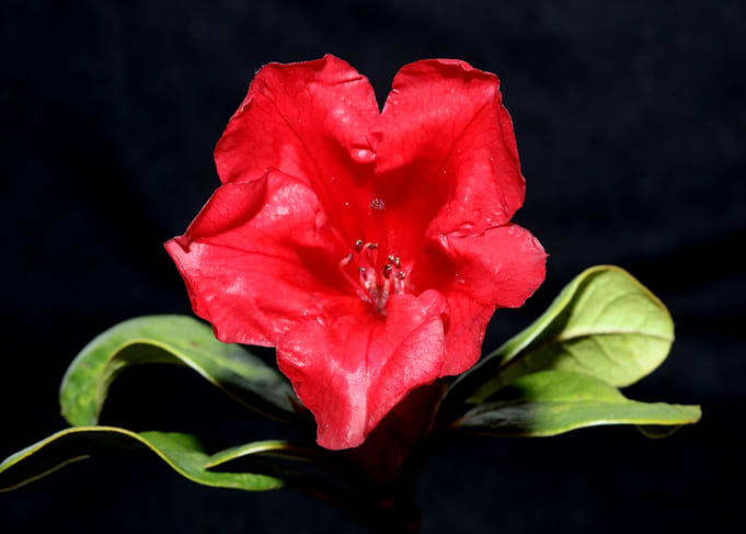 Red rhododendron ericaceae
