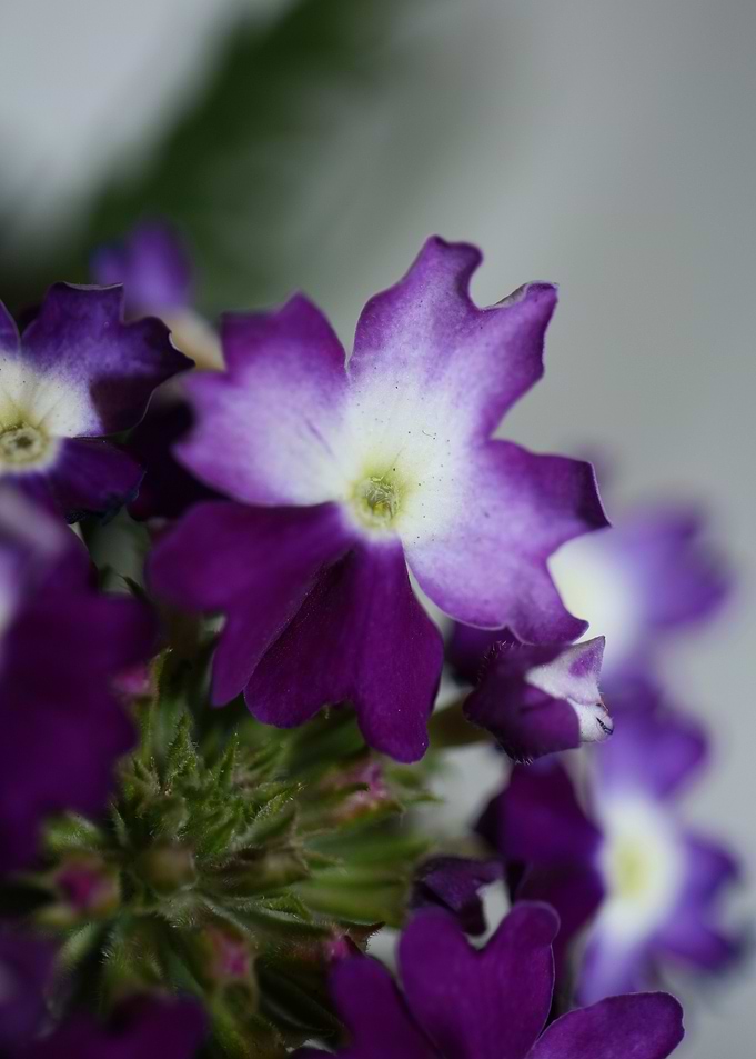 Verbena hybrid verbenaceae