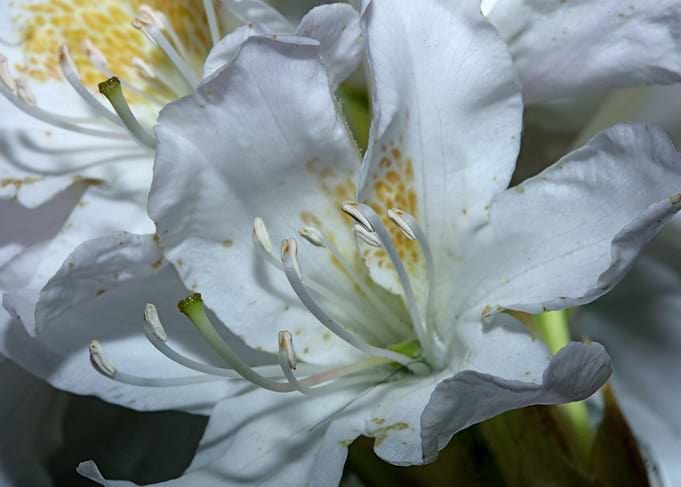 Rhododendron flowering