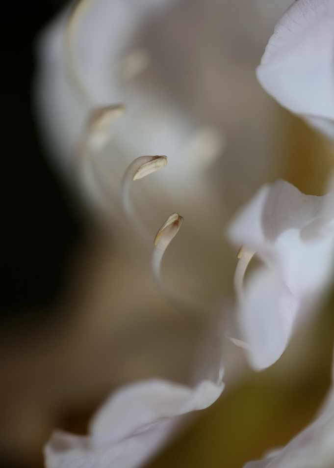 Rhododendron ericaceae