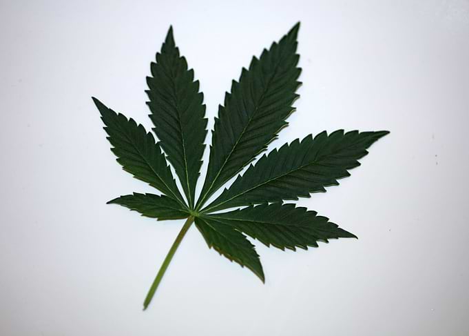 Cannabis plant leaf macro