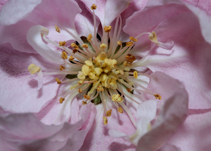 Prunus serrulata Rosaceae