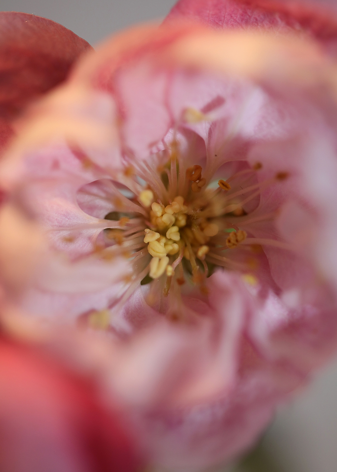 Prunus serrulata blossom