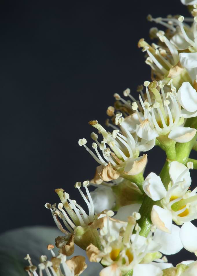 Prunus lusitanica rosaceae