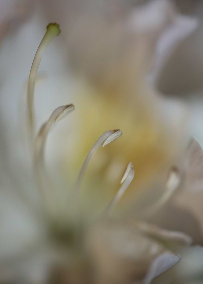 Rhododendron blossoming