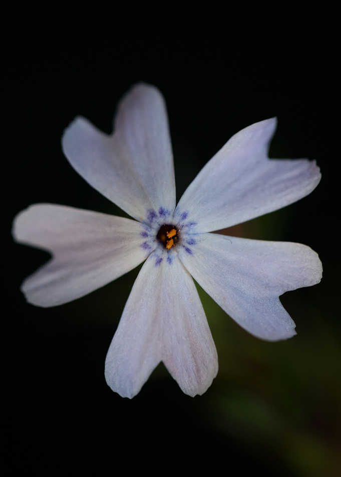 Phlox flower background